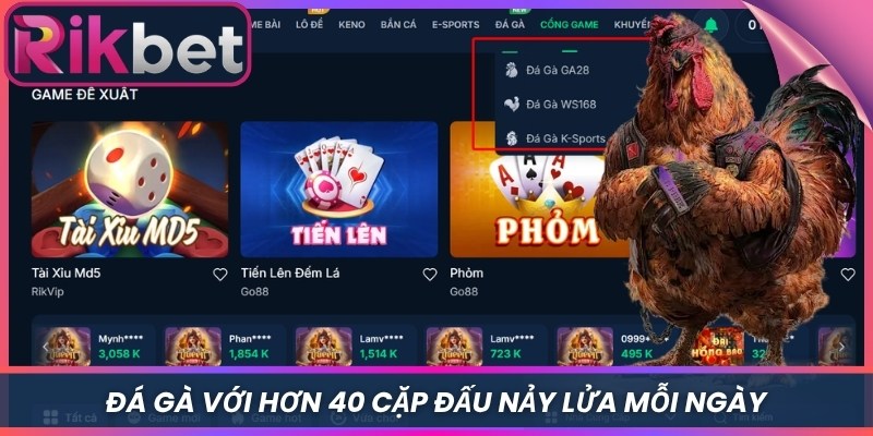 Rikbet 5 Đá gà với hơn 40 cặp đấu nảy lửa mỗi ngày